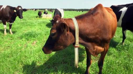 农民正在使用AI来帮助监视牛  