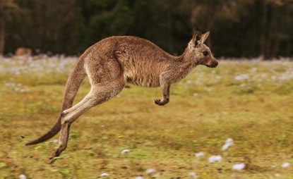 Google推出了一项特殊功能，以在其搜索引擎中展示八种澳大利亚动物